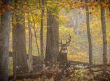 Autumn Ghost - Whitetail