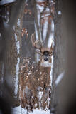 Winter Wonderland - Whitetail