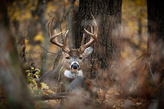 Needed Rest - Whitetail