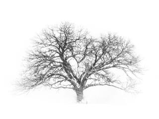 Heart of an Oak
