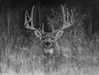 Big Bluestem Buck