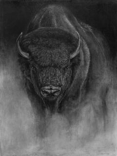 Bison in full charge