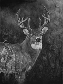 Over Shoulder Buck 