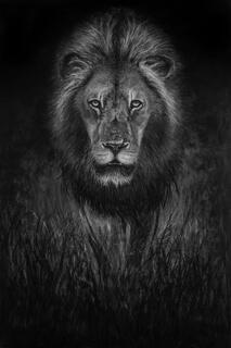 Moonlit Lion