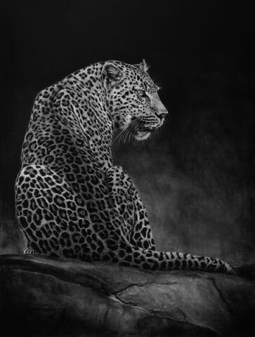 Limited Edition Prints