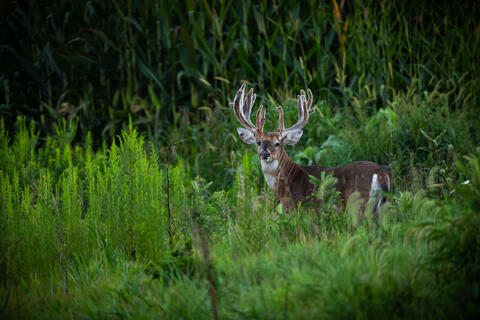 Future Piece of a true Giant Whitetail