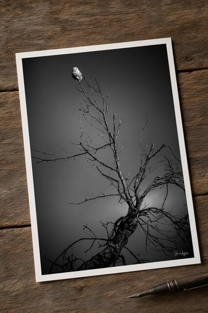  print preview