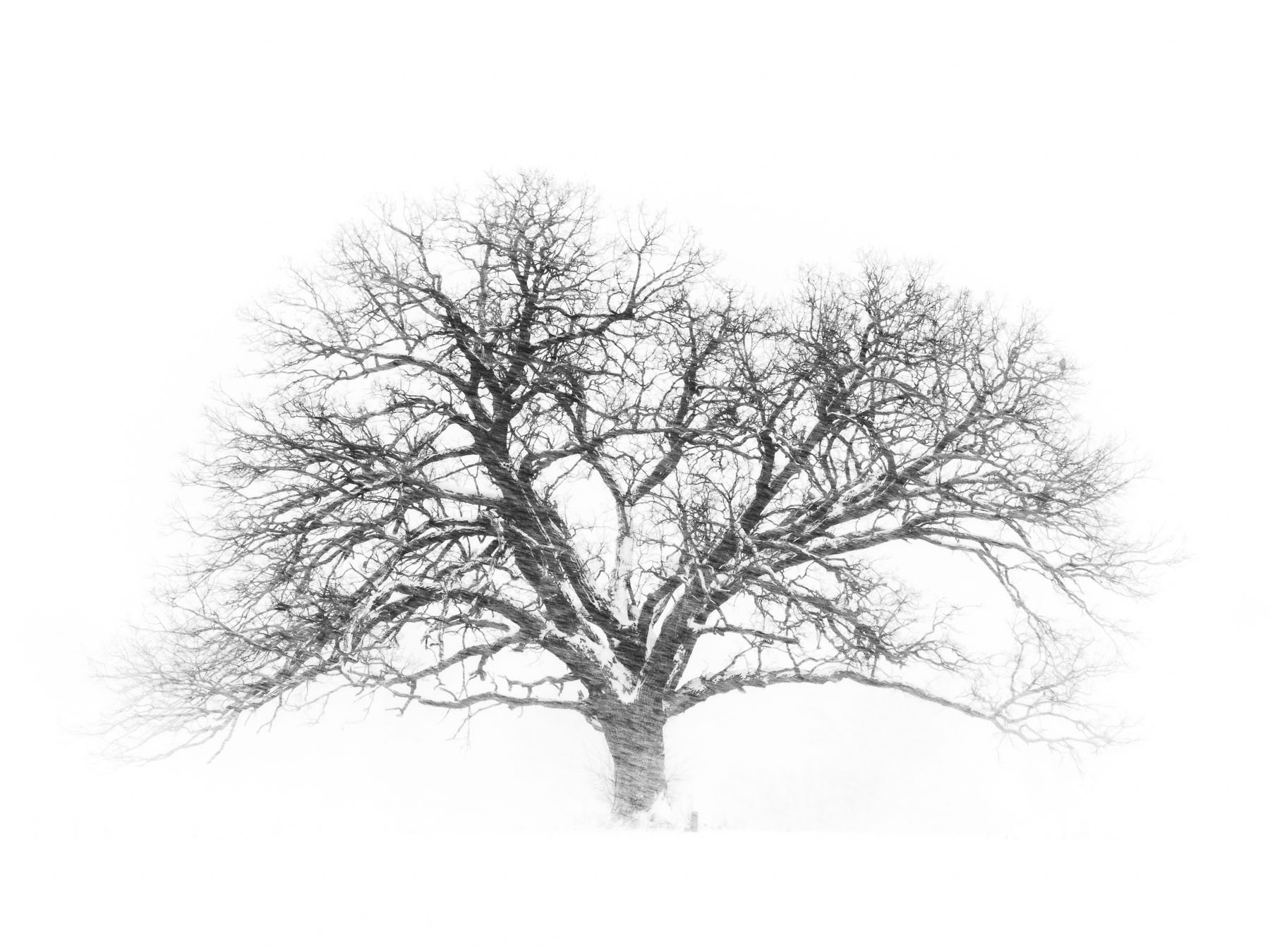 Heart of an Oak This image was captured in a blizzard, notice the red-tailed hawk perched in the right side of the tree branchesThe name comes...
